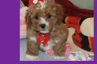 ANYA, a female Maltipoo and Poodle - Toy  for sale in Vallejo, CA – 1 of 3
