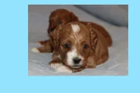 CINNAMON, a male Maltipoo and Poodle - Toy  for sale in Vallejo, CA – 2 of 3