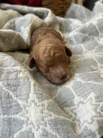 Nube, a male Maltipoo and Poodle - Toy  for sale in Vallejo, CA – Photo 4 of 4