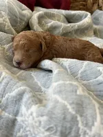 Nube, a male Maltipoo and Poodle - Toy  for sale in Vallejo, CA – Photo 3 of 4