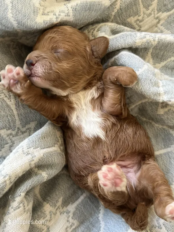 Toy red Maltipoo  – Maltipoo, Poodle - Toy  puppy for sale in Vallejo, CA