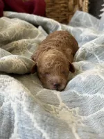Nube, a male Maltipoo and Poodle - Toy  for sale in Vallejo, CA – Photo 1 of 4