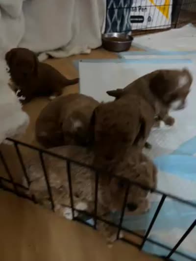 OSITO, a male Maltipoo and Poodle - Toy  for sale in Vallejo, CA – 4 of 4