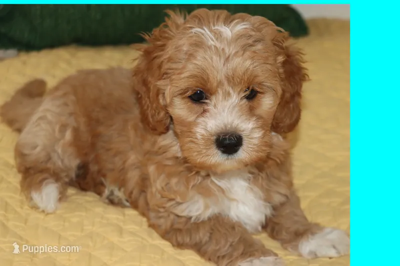 Peluche – Maltipoo, Poodle - Toy  puppy for sale in Vallejo, CA