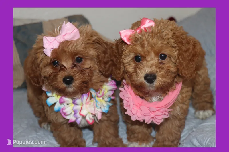 Toy Red Maltipoo – Maltipoo, Poodle - Toy  puppy for sale in Vallejo, CA