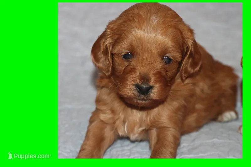 LEON – Maltipoo, Poodle - Toy  puppy for sale in Vallejo, CA
