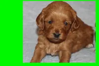 LEON, a male Maltipoo and Poodle - Toy  for sale in Vallejo, CA – 1 of 3