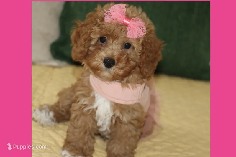 CAMI – Maltipoo, Poodle - Toy  puppy for sale in Vallejo, CA