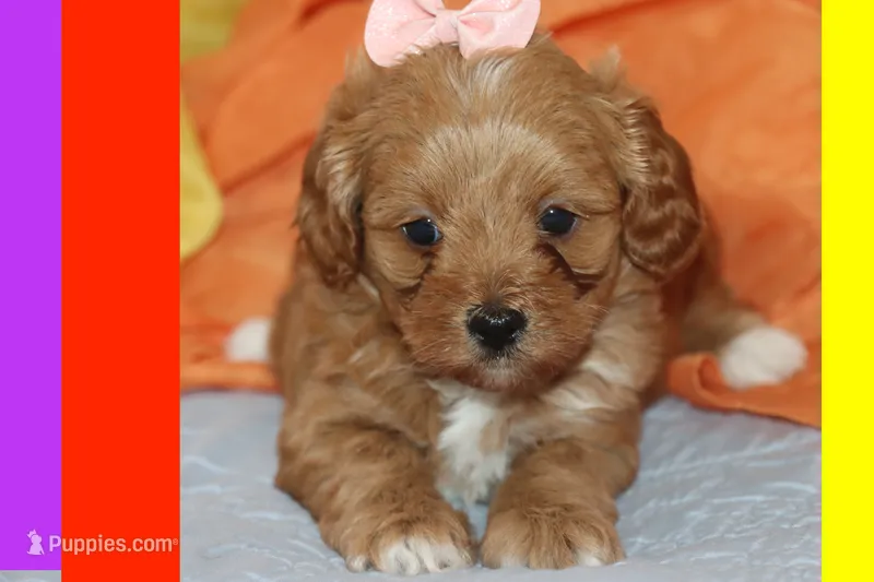 Sofia – Maltipoo, Poodle - Toy  puppy for sale in Vallejo, CA