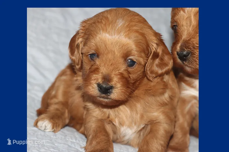 TINY RED TOY MALTIPOO – Maltipoo, Poodle - Toy  puppy for sale in Vallejo, CA