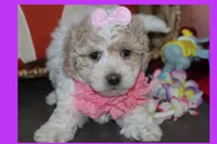 Grace, a female Maltipoo and Poodle - Toy  for sale in Vallejo, CA – 3 of 3