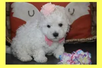 LUNA, a female Maltipoo and Poodle - Toy  for sale in Vallejo, CA – 2 of 4