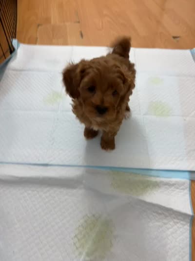 TINY RED TOY MALTIPOO, a male Maltipoo and Poodle - Toy  for sale in Vallejo, CA – 5 of 5