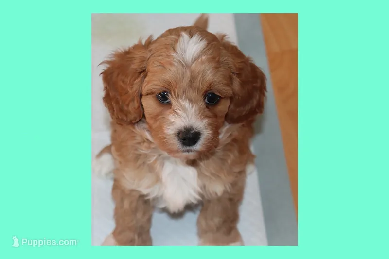 Peluche – Maltipoo, Poodle - Toy  puppy for sale in Vallejo, CA
