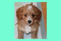 MAXIN, a male Maltipoo and Poodle - Toy  for sale in Vallejo, CA – 3 of 4
