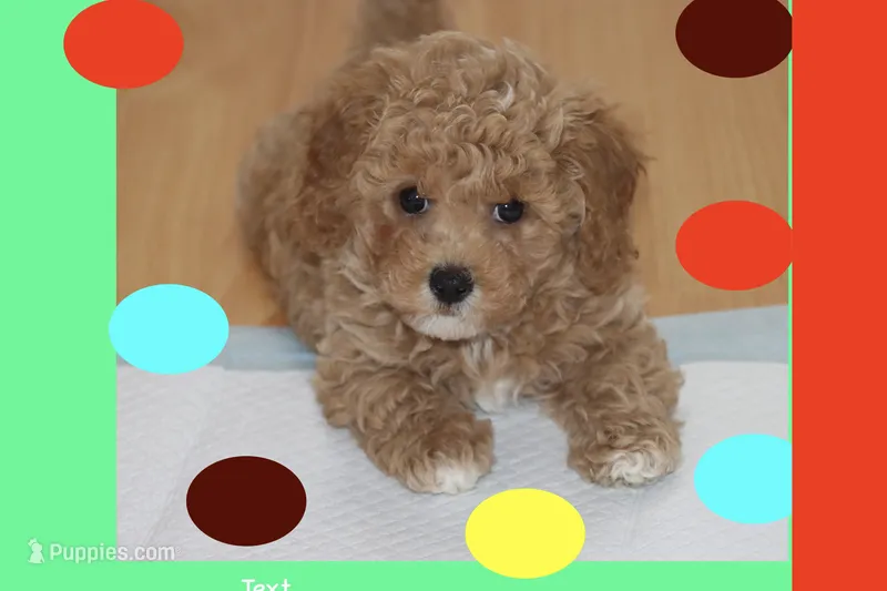 SKY – Maltipoo, Poodle - Toy  puppy for sale in Vallejo, CA