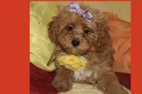 Sofia, a female Maltipoo and Poodle - Toy  for sale in Vallejo, CA – 4 of 4