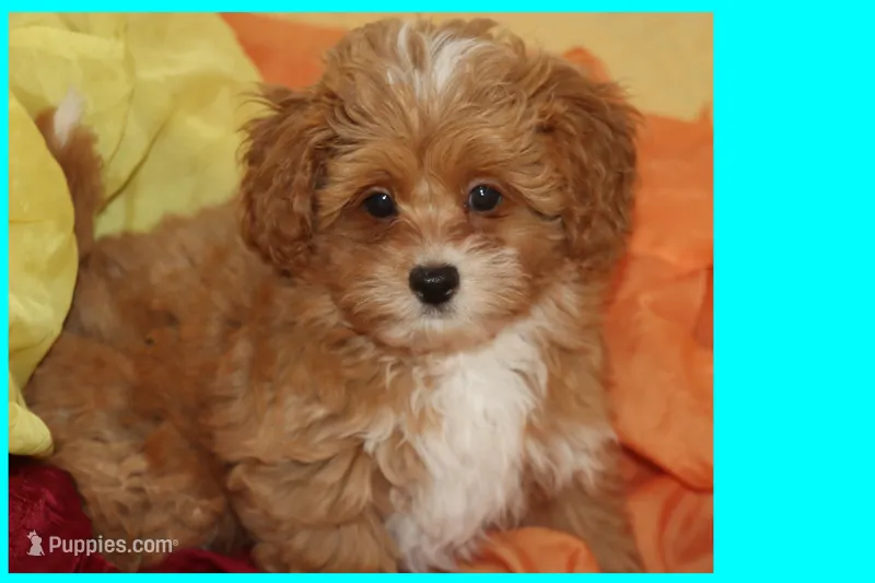 Tigre  – Maltipoo, Poodle - Toy  puppy for sale in Vallejo, CA