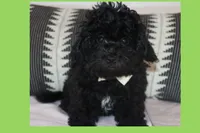 Toy Maltipoo , a male Maltipoo and Poodle - Toy  for sale in Vallejo, CA – 3 of 4