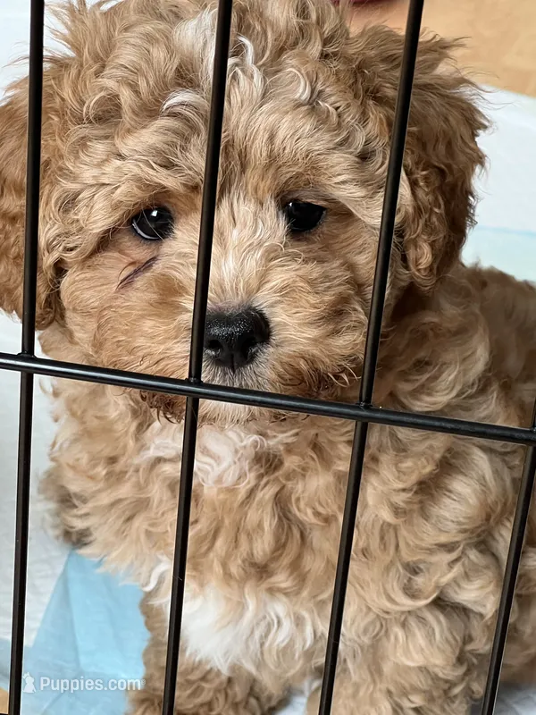 Red Toy Poodle  – Maltipoo, Poodle - Toy  puppy for sale in Vallejo, CA