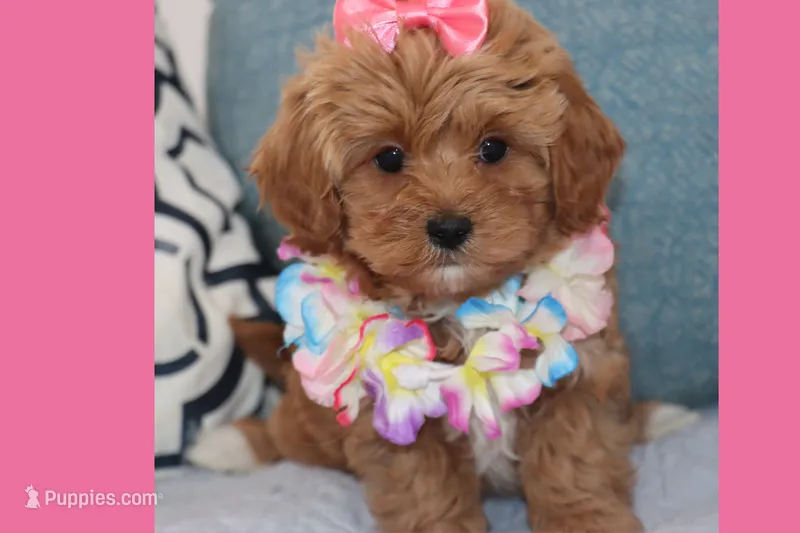 Toy Red Maltipoo – Maltipoo, Poodle - Toy  puppy for sale in Vallejo, CA