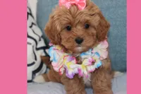 Toy Red Maltipoo, a female Maltipoo and Poodle - Toy  for sale in Vallejo, CA – 1 of 2