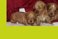 TINY RED TOY MALTIPOO, a male Maltipoo and Poodle - Toy  for sale in Vallejo, CA – 2 of 3