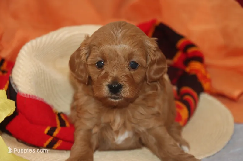 LION – Maltipoo, Poodle - Toy  puppy for sale in Vallejo, CA