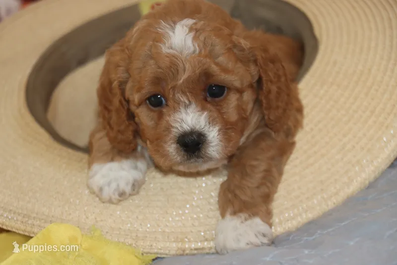 Red toy Maltipoo  – Maltipoo, Poodle - Toy  puppy for sale in Vallejo, CA