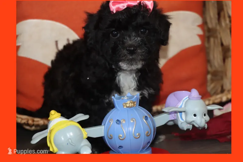 MIRACLE – Maltipoo, Poodle - Toy  puppy for sale in Vallejo, CA
