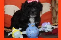 MIRACLE, a female Maltipoo and Poodle - Toy  for sale in Vallejo, CA – 1 of 3