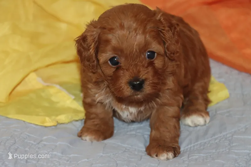 Toy Red Maltipoo – Maltipoo, Poodle - Toy  puppy for sale in Vallejo, CA