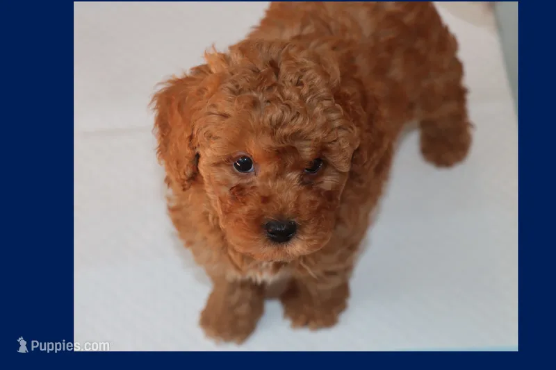 OSITO – Maltipoo, Poodle - Toy  puppy for sale in Vallejo, CA