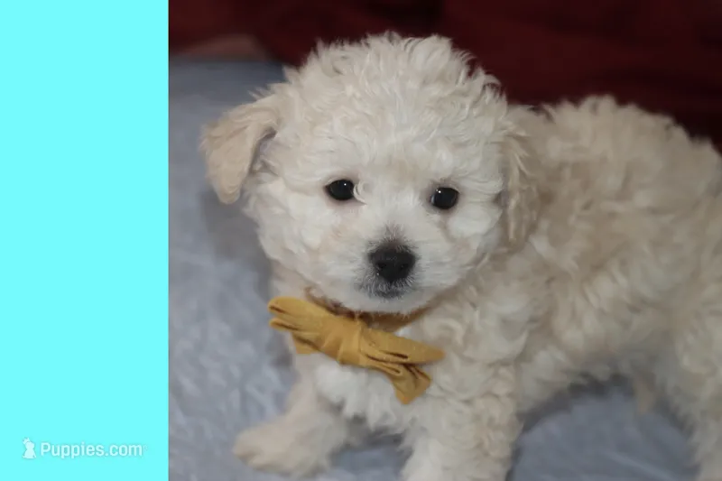 MAXI – Maltipoo, Poodle - Toy  puppy for sale in Vallejo, CA