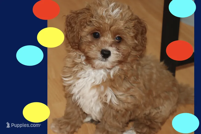 Tigre  – Maltipoo, Poodle - Toy  puppy for sale in Vallejo, CA
