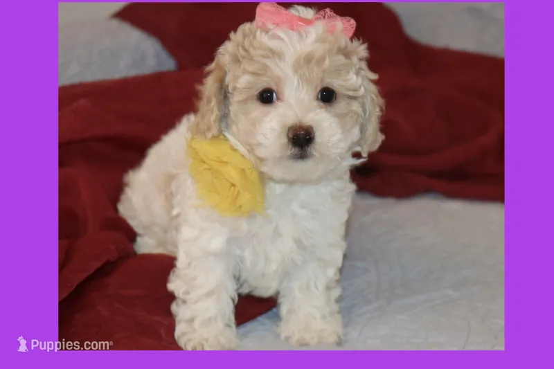 Grace – Maltipoo, Poodle - Toy  puppy for sale in Vallejo, CA