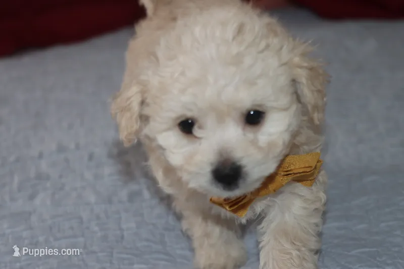 Toy Maltipoo  – Maltipoo, Poodle - Toy  puppy for sale in Vallejo, CA