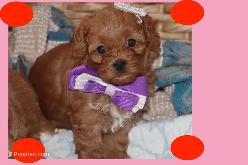 ELITA – Maltipoo, Poodle - Toy  puppy for sale in Vallejo, CA