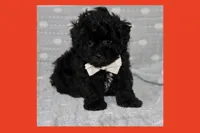 Toy light brown Maltipoo , a male Maltipoo and Poodle - Toy  for sale in Vallejo, CA – 5 of 5
