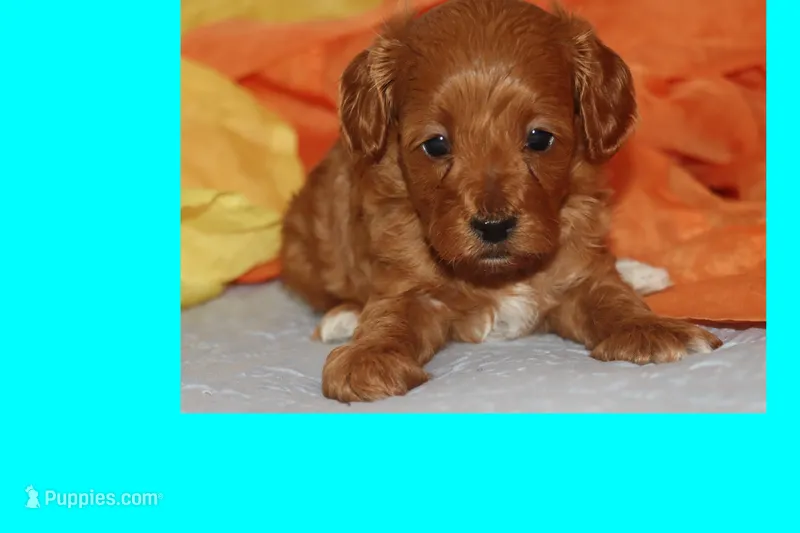 CINNAMON – Maltipoo, Poodle - Toy  puppy for sale in Vallejo, CA