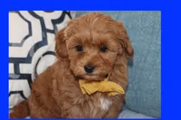 TINY RED TOY MALTIPOO, a male Maltipoo and Poodle - Toy  for sale in Vallejo, CA – 3 of 5