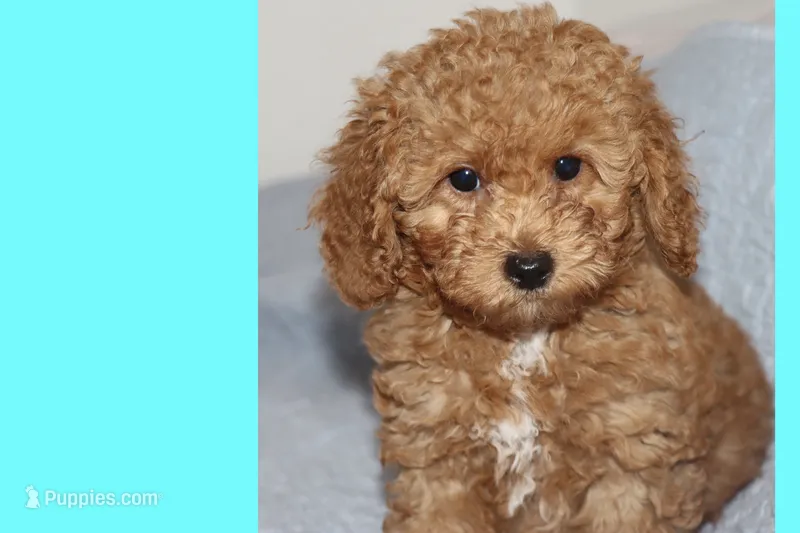 OSITO – Maltipoo, Poodle - Toy  puppy for sale in Vallejo, CA