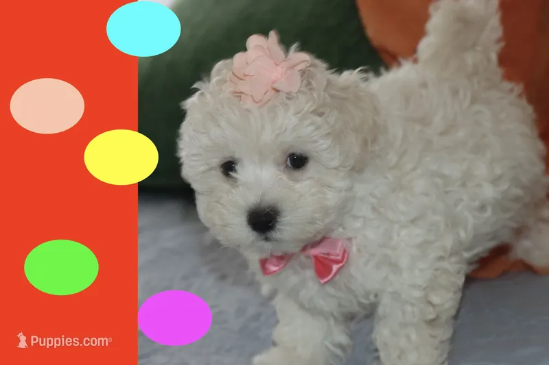 LUNA – Maltipoo, Poodle - Toy  puppy for sale in Vallejo, CA