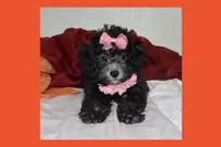 MIA, a female Maltipoo for sale in Vallejo, CA – 3 of 4
