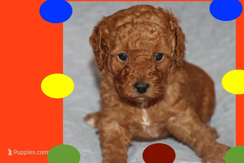 OSITO – Maltipoo, Poodle - Toy  puppy for sale in Vallejo, CA