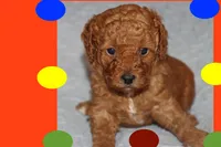 OSITO, a male Maltipoo and Poodle - Toy  for sale in Vallejo, CA – 1 of 4