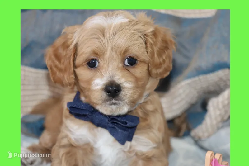 Red Toy Poodle  – Maltipoo, Poodle - Toy  puppy for sale in Vallejo, CA