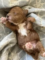 Red Toy Poodle , a male Maltipoo and Poodle - Toy  for sale in Vallejo, CA – Photo 1 of 2