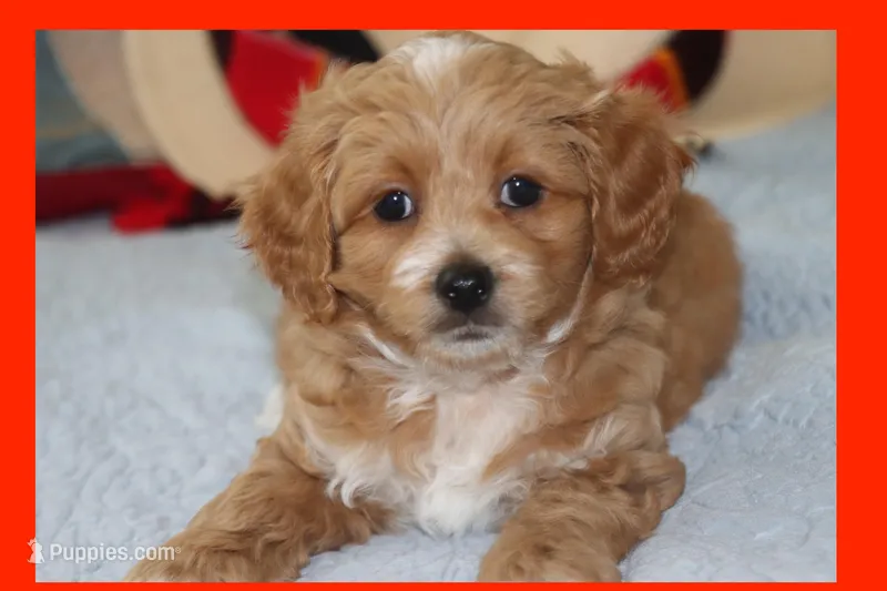 Red Toy Poodle  – Maltipoo, Poodle - Toy  puppy for sale in Vallejo, CA