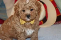 Red Toy Poodle , a male Maltipoo and Poodle - Toy  for sale in Vallejo, CA – 3 of 5